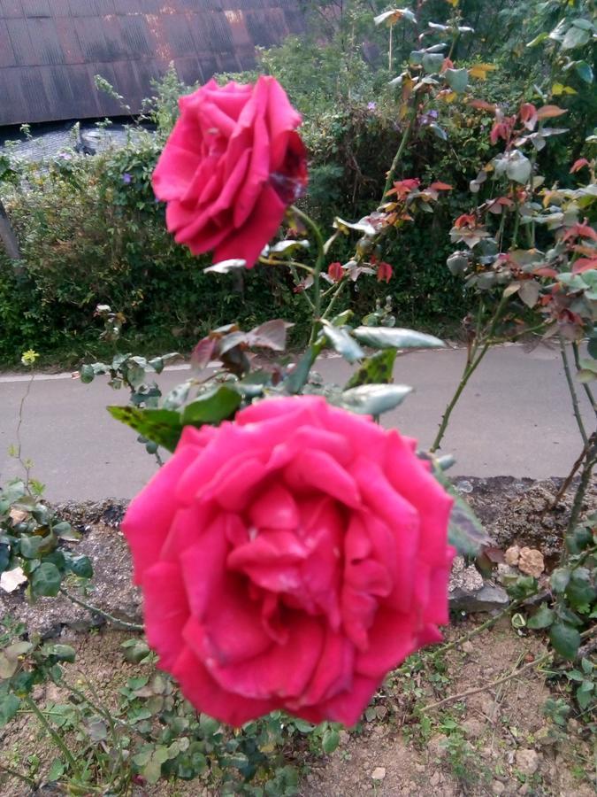 Nuwara Eliya Mountain View Homestay エクステリア 写真